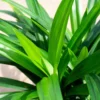 Pandan Plant Live, Pandan Leaves Plant, 5 to 8 Inches Tall, Live Pandan Plant, Pandan Leaf Plant, Pandan Tree Plant, Pandan Leaf Plant Indoor Outdoor