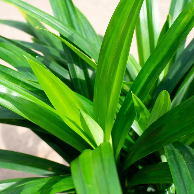 Pandan Plant Live, Pandan Leaves Plant, 5 to 8 Inches Tall, Live Pandan Plant, Pandan Leaf Plant, Pandan Tree Plant, Pandan Leaf Plant Indoor Outdoor