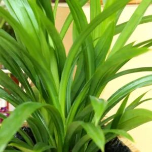 Pandan Plant Live, Pandan Leaves Plant, 5 to 8 Inches Tall, Live Pandan Plant, Pandan Leaf Plant, Pandan Tree Plant, Pandan Leaf Plant Indoor Outdoor