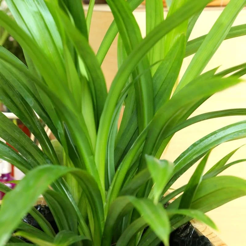 Pandan Plant Live, Pandan Leaves Plant, 5 to 8 Inches Tall, Live Pandan Plant, Pandan Leaf Plant, Pandan Tree Plant, Pandan Leaf Plant Indoor Outdoor