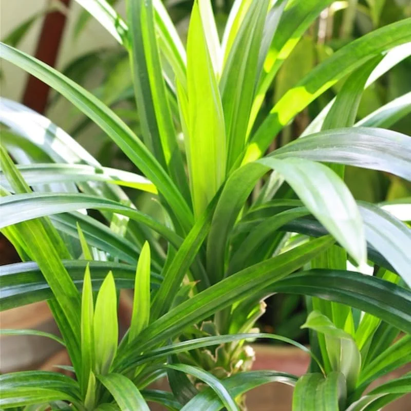 Pandan Plant Live, Pandan Leaves Plant, 5 to 8 Inches Tall, Live Pandan Plant, Pandan Leaf Plant, Pandan Tree Plant, Pandan Leaf Plant Indoor Outdoor
