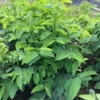 15 Katuk Cuttings, Katuk Sweet Leaf Plant, Katuk Plant Live, 4 to 6 Inches Tall, Katuk Live Plant for Gardening, No Root, Not Plant