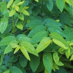 15 Katuk Cuttings, Katuk Sweet Leaf Plant, Katuk Plant Live, 4 to 6 Inches Tall, Katuk Live Plant for Gardening, No Root, Not Plant