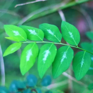 15 Katuk Cuttings, Katuk Sweet Leaf Plant, Katuk Plant Live, 4 to 6 Inches Tall, Katuk Live Plant for Gardening, No Root, Not Plant