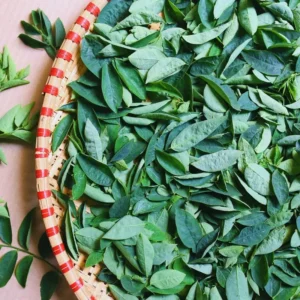 15 Katuk Cuttings, Katuk Sweet Leaf Plant, Katuk Plant Live, 4 to 6 Inches Tall, Katuk Live Plant, No Root, Not Plant