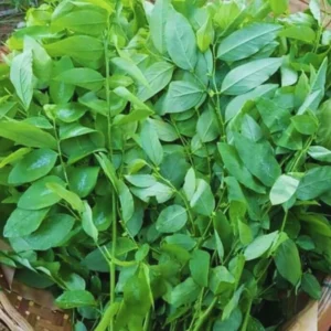 15 Katuk Cuttings, Katuk Sweet Leaf Plant, Katuk Plant Live, 4 to 6 Inches Tall, Katuk Live Plant, No Root, Not Plant