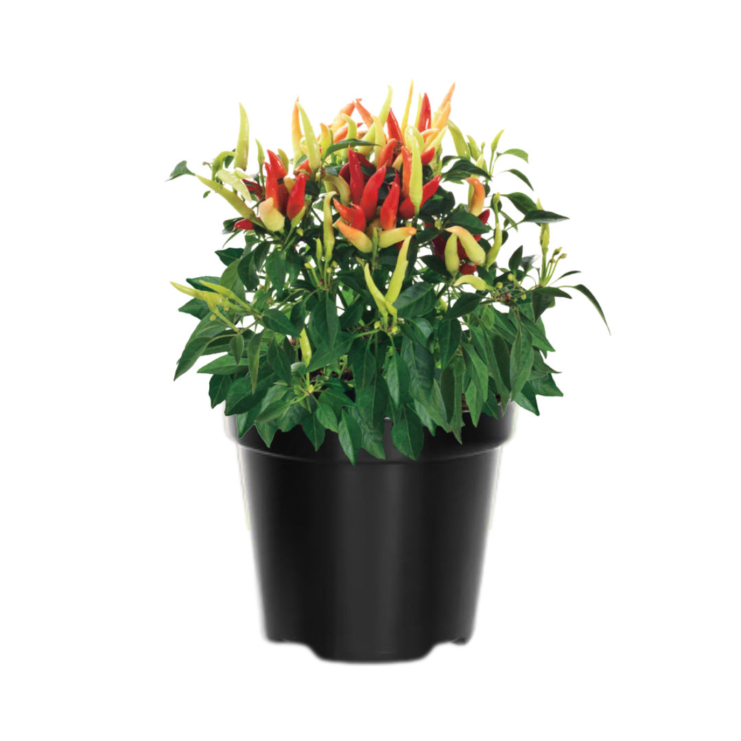 Ornamental Pepper Plant - 4 Inch Pot, Houseplant Indoor Outdoor - Vibrant and Colorful Pepper Plant