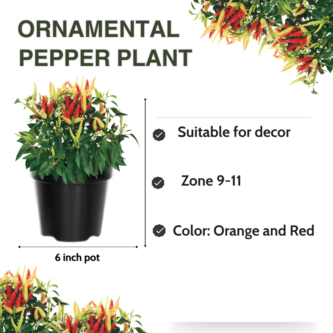 Ornamental Pepper Plant - 4 Inch Pot, Houseplant Indoor Outdoor - Vibrant and Colorful Pepper Plant - Image 2