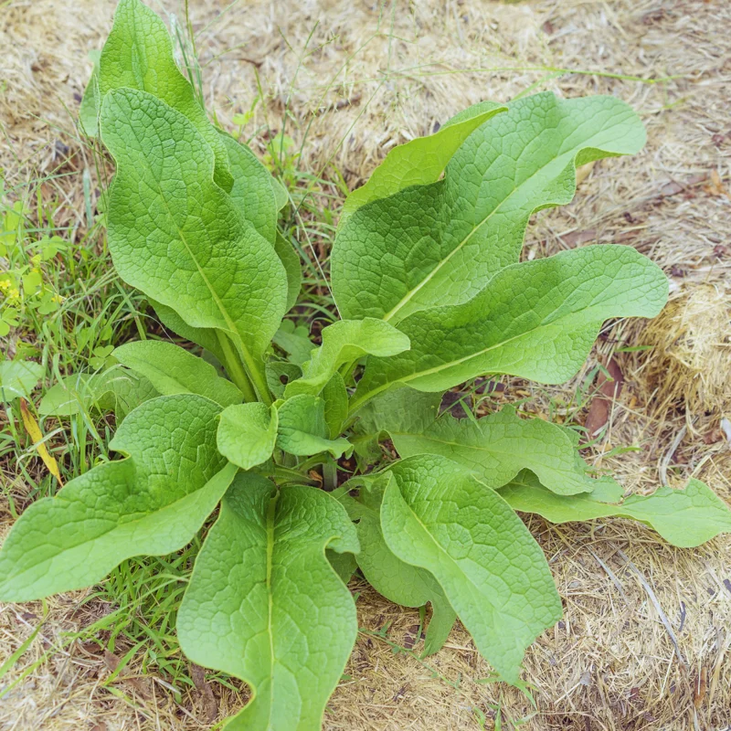 Comfrey Plants Live - Set of 15 Roots for Easy Growing, Indoor Outdoor Garden, Comfrey Live Plants Roots