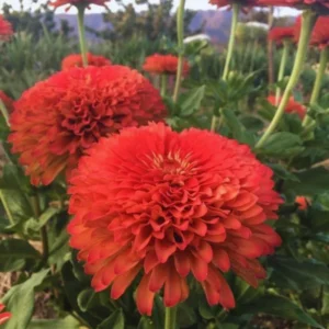 Zinnia Flower Plants Live in Pot, Mix Zinnia Plants Live, 2 Live Zinnia Starter Plants Between 4 and 5 Inc Long Plants, 2 Plants Per Each Pot