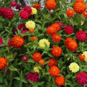 4 Live Plants, Mix Flower Zinnia Plants Live, 3 to 5 Inc Tall, Zinnia Live Plants, Outdoor and Indoor