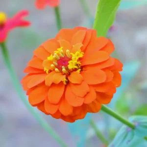 4 Live Plants, Mix Flower Zinnia Plants Live, 3 to 5 Inc Tall, Zinnia Live Plants, Outdoor and Indoor