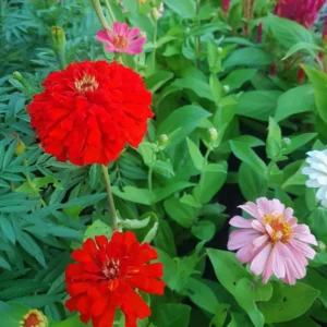 4 Live Plants, Mix Flower Zinnia Plants Live, 3 to 5 Inc Tall, Zinnia Live Plants, Outdoor and Indoor
