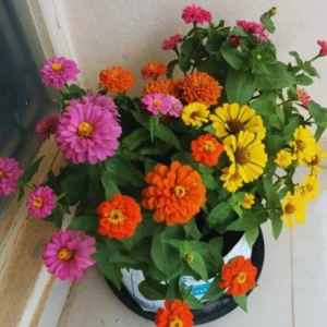 4 Live Plants, Mix Flower Zinnia Plants Live, 3 to 5 Inc Tall, Zinnia Live Plants, Outdoor and Indoor
