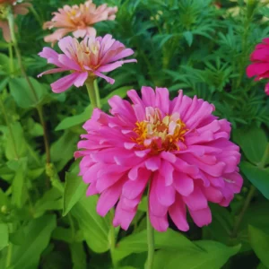 4 Live Plants, Mix Flower Zinnia Plants Live, 3 to 5 Inc Tall, Zinnia Live Plants, Outdoor and Indoor