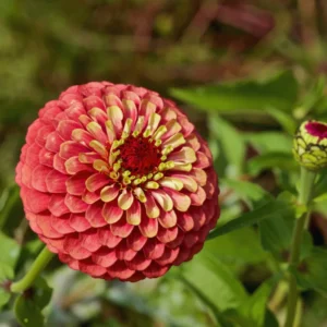 Zinnia Flower Plants Live in Pot, Mix Zinnia Plants Live, 2 Live Zinnia Starter Plants Between 4 and 5 Inc Long Plants, 2 Plants Per Each Pot