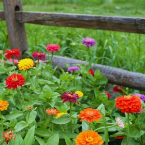4 Live Plants, Mix Flower Zinnia Plants Live, 3 to 5 Inc Tall, Zinnia Live Plants, Outdoor and Indoor