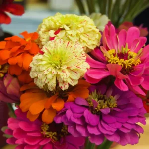 4 Live Plants, Mix Flower Zinnia Plants Live, 3 to 5 Inc Tall, Zinnia Live Plants, Outdoor and Indoor
