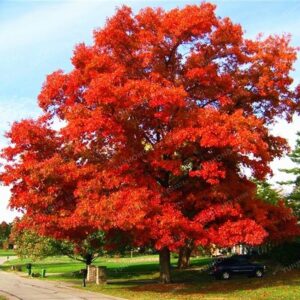 Southern Red Oak Tree Live Plant,  1 Year Old Hardy Shade Oak Tree in Quart Pot, Live Oak Tree Plant Southern Red Oak for Outdoor Planting, Landscaping, Dormant in Winter