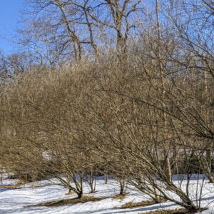 Pussy Willow Plant Tree, Hardy Pussy Willow Live Tree in 2.5 Inch Pot, Early Spring Blooms Pussy Willow Branches for Outdoor Planting