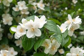 1 Year Old Mock Orange Shrub Tree, Philadelphus Snowflake Mock Orange Tree Bush Live Plant in Quart Pot, White Climbing Bush Shrub Tree, Very Fragrant