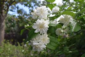Philadelphus Snowflake Mock Orange Shrub in Quart Pot, Mock Orange Bush Tree Live Plant in Quart Pot, White Climbing Bush Shrub Tree, Fragrant Shrub - Image 4