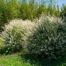Dappled Willow Shrub Live Plant, Willow Tree Salix, Hardy Ornamental Plant, Colorful Light Green and Pink White Leaf, Dormant in Winter, 6 Inc to 1 Ft Tall in 2.5 Inc Pot - Image 2