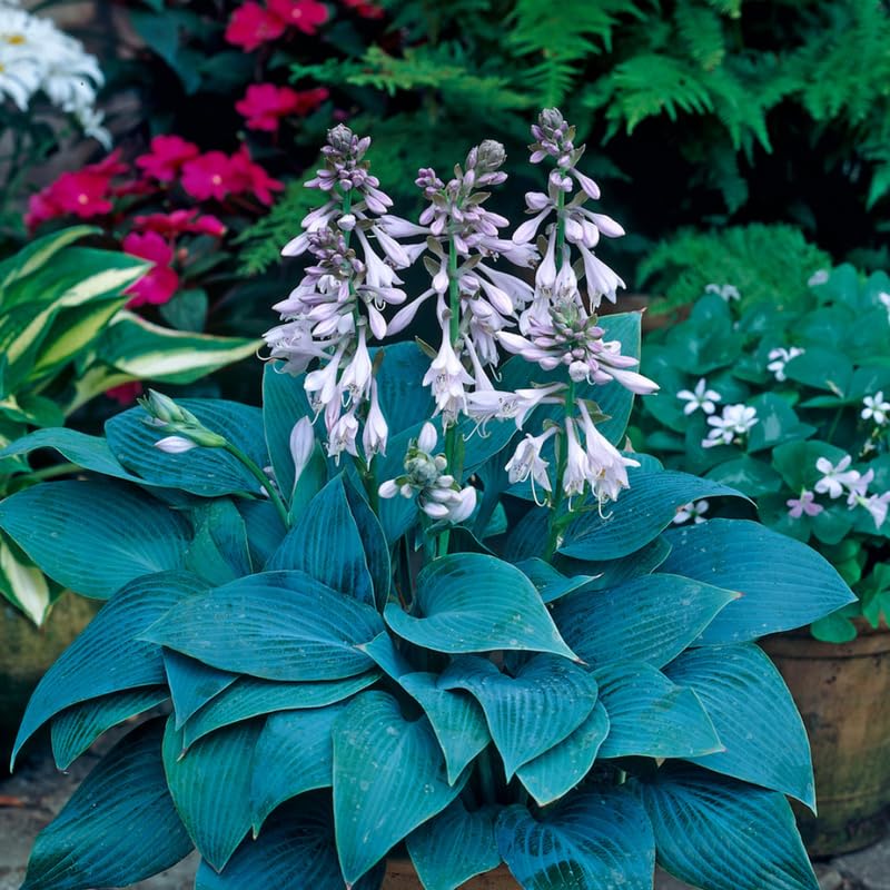Blue Hosta Plant Perennial, Hardy Blue Hosta Plant in Quart Pot, Hosta for Shade Gardens, Hosta Ground Cover for Planting Indoor Outdoor - Image 3