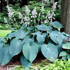 Live Blue Hosta Plant, Hardy Perennial Blue Hosta Plant in Quart Pot, Hosta for Shade Gardens, Planting Indoor Outdoor