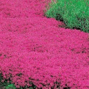 Set of 3 Creeping Thyme Plants, In 3.5 Inc Pot, Creeping Thyme Perennials Ideal for Ground Cover and Outdoor Growing