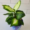 Dieffenbachia Plant, Live Dieffenbachia Plant, House Plant Dieffenbachia Live 5 to 7 Inches Tall No Pot, Indoor Plant Live Houseplants