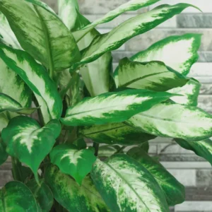Dieffenbachia Plant, Live Dieffenbachia Plant, House Plant Dieffenbachia Live 5 to 7 Inches Tall No Pot, Indoor Plant Live Houseplants