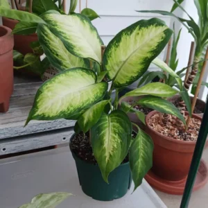 Dieffenbachia Plant, Live Dieffenbachia Plant, House Plant Dieffenbachia Live 5 to 7 Inches Tall No Pot, Indoor Plant Live Houseplants