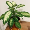 Dieffenbachia Plant Live, Dieffenbachia Tree From 7 Inches Tall Bareroot, Dieffenbachia Live Plant Indoor, Live Houseplants