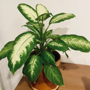 Dieffenbachia Plant Live, Dieffenbachia Tree From 7 Inches Tall Bareroot, Dieffenbachia Live Plant Indoor, Live Houseplants