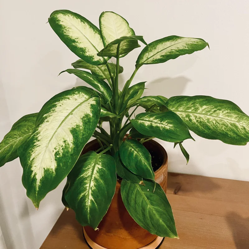 Dieffenbachia Plant Live, Dieffenbachia Tree From 7 Inches Tall Bareroot, Dieffenbachia Live Plant Indoor, Live Houseplants