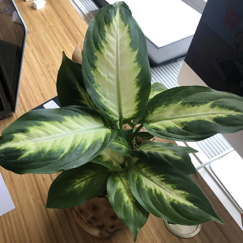 Dieffenbachia Plant Live, Dieffenbachia Tree From 7 Inches Tall Bareroot, Dieffenbachia Live Plant Indoor, Live Houseplants