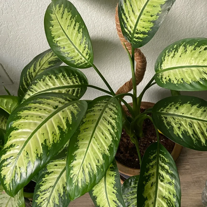 Dieffenbachia Plant Live, Dieffenbachia Tree From 7 Inches Tall Bareroot, Dieffenbachia Live Plant Indoor, Live Houseplants