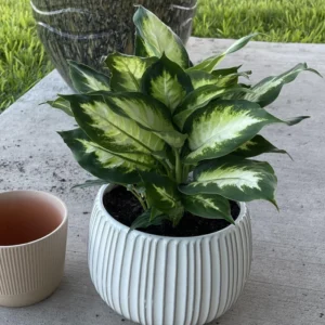 Dieffenbachia Plant Live, Dieffenbachia Tree From 7 Inches Tall Bareroot, Dieffenbachia Live Plant Indoor, Live Houseplants