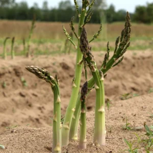 10 Asparagus Bare Roots Plant, Mix Asparagus Roots, Green And Purple Asparagus Bulbs For Growing, Large Asparagus Crowns