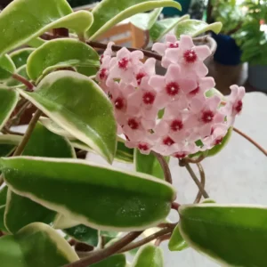 Hoya Plant, Hoya Plant Live Houseplants From 4 Inches Tall No Pot Live Houseplants Indoor, Rare Plant Live Houseplants