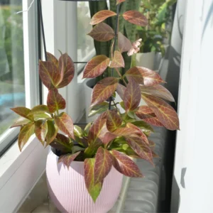 Hoya Plant, Hoya Plant Live Houseplants From 4 Inches Tall No Pot Live Houseplants Indoor, Rare Plant Live Houseplants