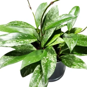 Hoya Plant, Hoya Plant Live Houseplants From 4 Inches Tall No Pot Live Houseplants Indoor, Rare Plant Live Houseplants