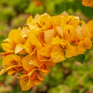 Bougainvillea Plant, Bougainvillea Tree, Bougainvillea Flowers Plant Live 7 Inches Tall No Pot