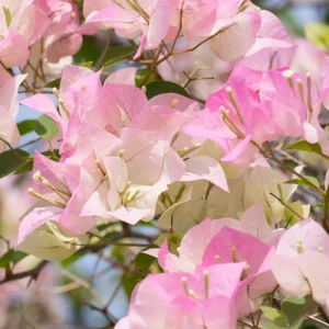 Bougainvillea Plant, Bougainvillea Tree, Bougainvillea Flowers Plant Live 7 Inches Tall No Pot