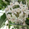 Hoya Plant, Hoya Plant Live Houseplants From 4 Inches Tall No Pot Live Houseplants Indoor, Rare Plant Live Houseplants