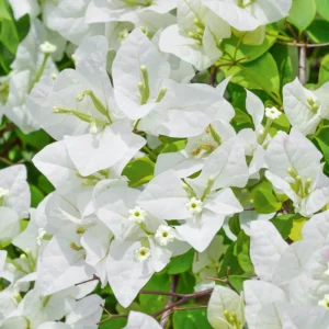 Bougainvillea Plant, Bougainvillea Tree, Bougainvillea Flowers Plant Live 7 Inches Tall No Pot