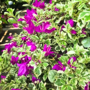 Bougainvillea Plant, Bougainvillea Tree, Bougainvillea Flowers Plant Live 7 Inches Tall No Pot