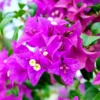 Bougainvillea Plant, Bougainvillea Tree, Bougainvillea Flowers Plant Live 7 Inches Tall No Pot