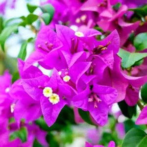 Bougainvillea Plant, Bougainvillea Tree, Bougainvillea Flowers Plant Live 7 Inches Tall No Pot